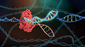 CRISPR genome editing - Integrated DNA Technologies